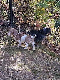 Gated yard for our boys to run was a plus!