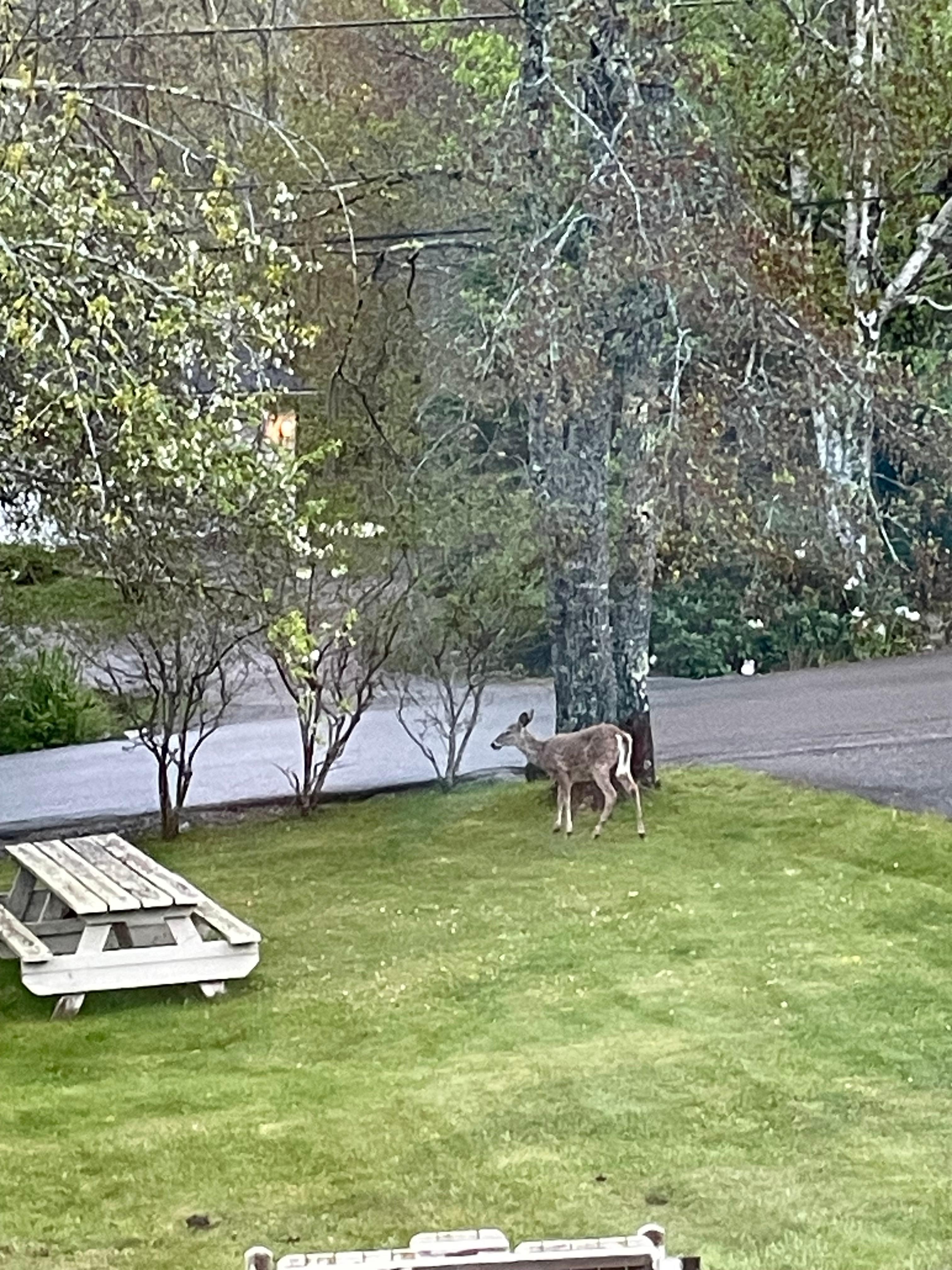 Our nightly visitors!