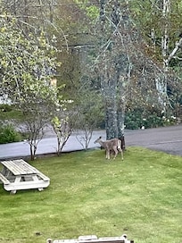 Our nightly visitors!