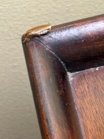 My roommate for the evening