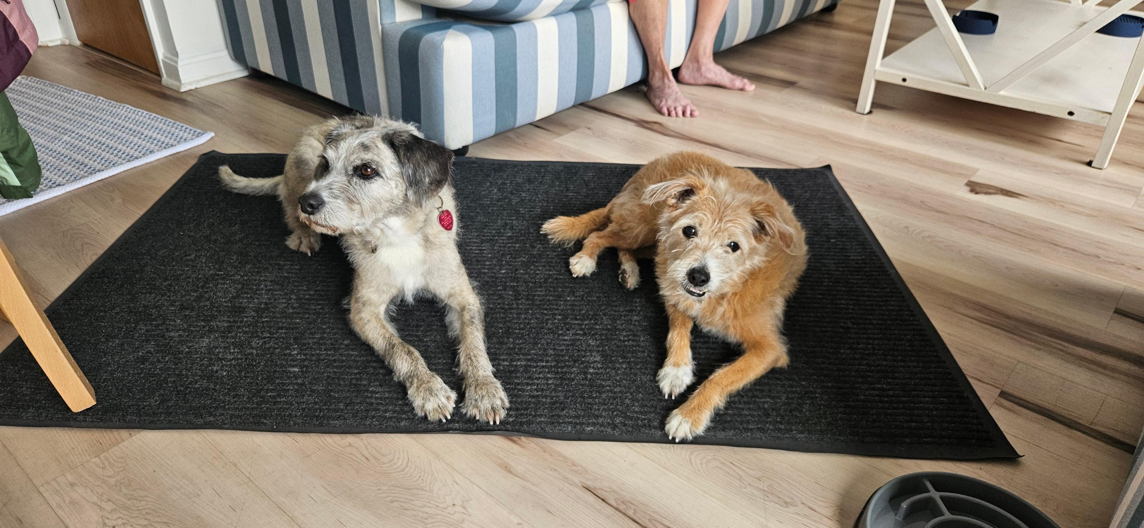 Our dogs Marley's and Max