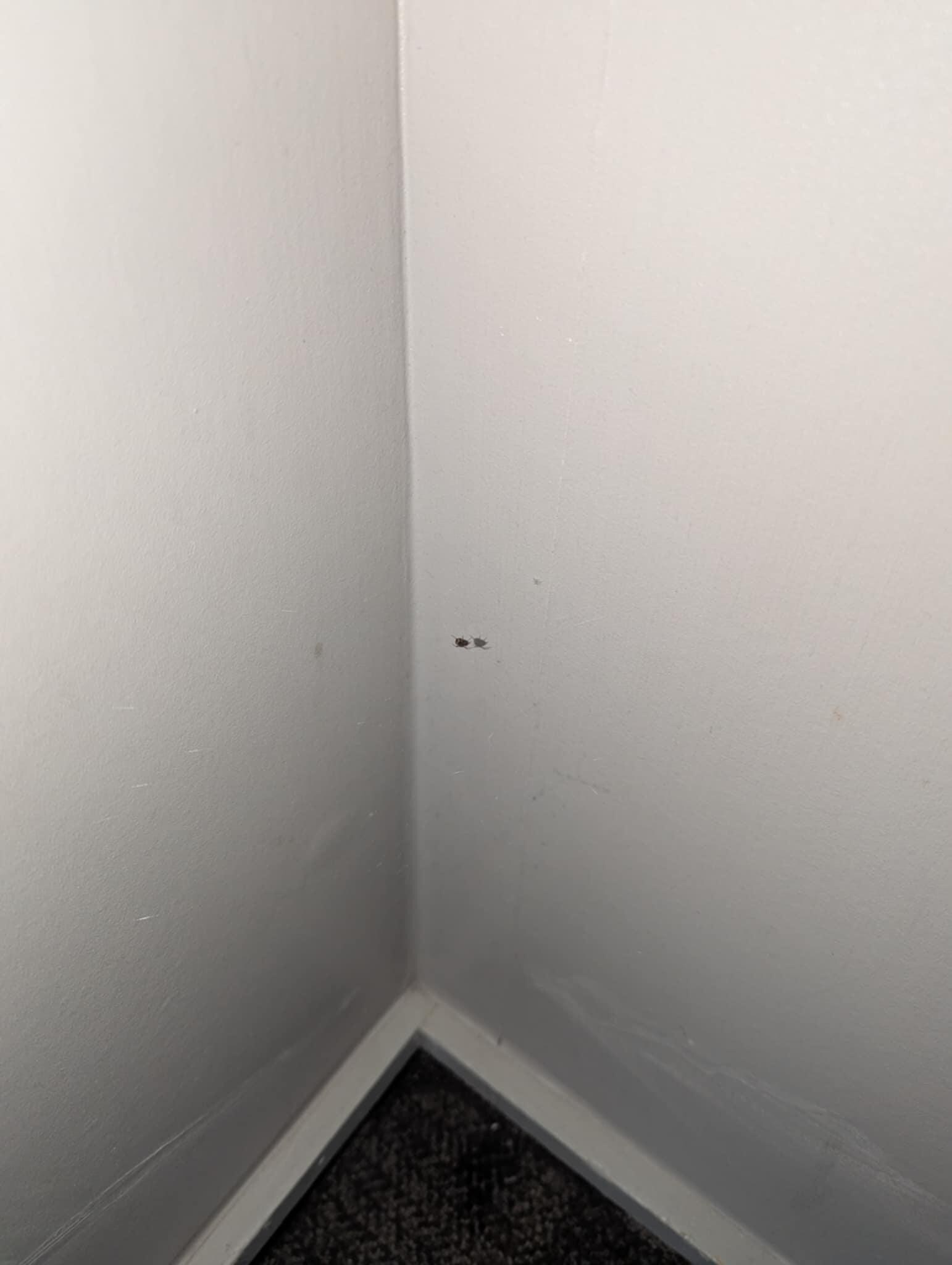 spider in the room