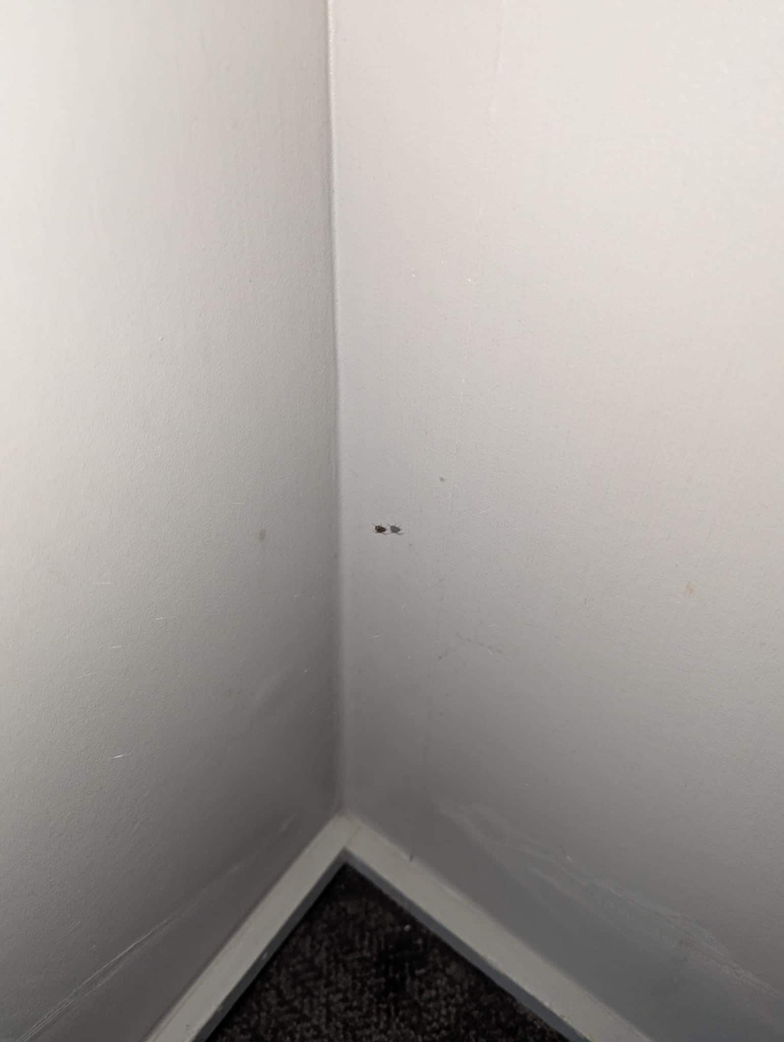 spider in the room