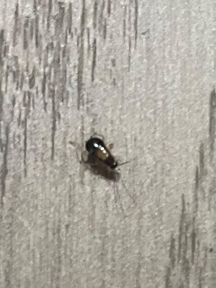 This is one that I was able to capture. I killed 12 they are in the bathroom sink and floor 