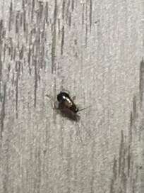 This is one that I was able to capture. I killed 12 they are in the bathroom sink and floor