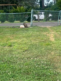 Hole in chain link fence surrounding yard with fire pit
