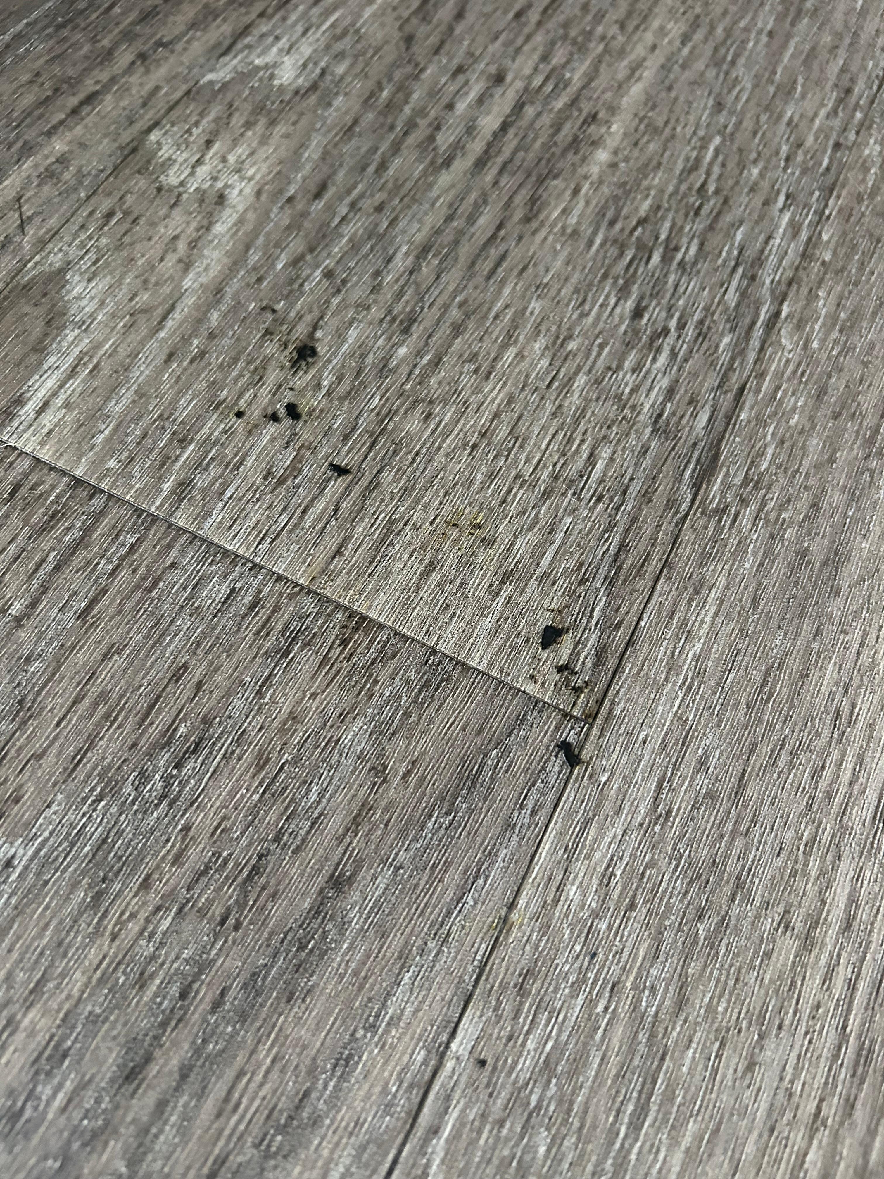 Gross stuff on the floor