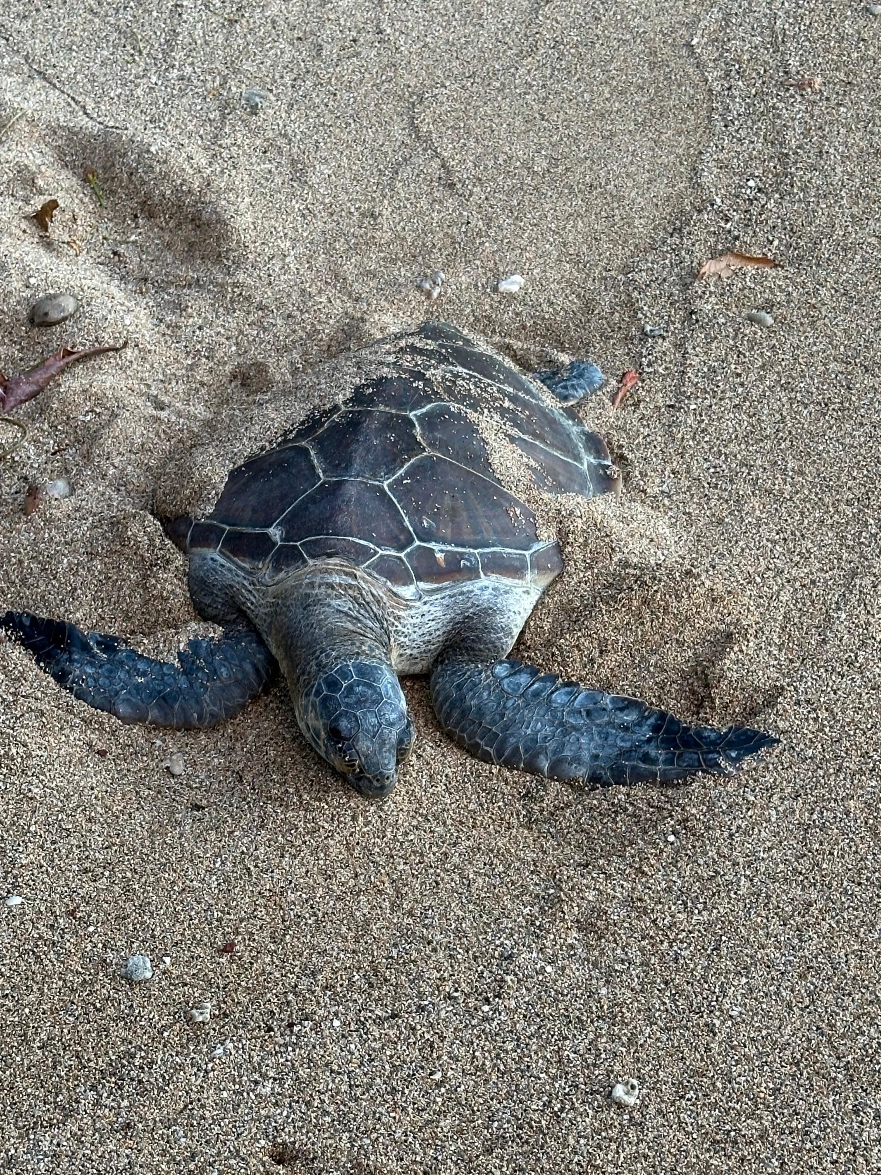 This little guy getting some sun right on our beach!