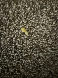 Additional picture of debris on the floor.