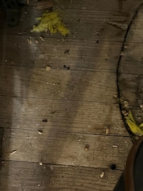 rat poop around furnace in kitchen closet