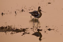A pair of Avocets at sunset