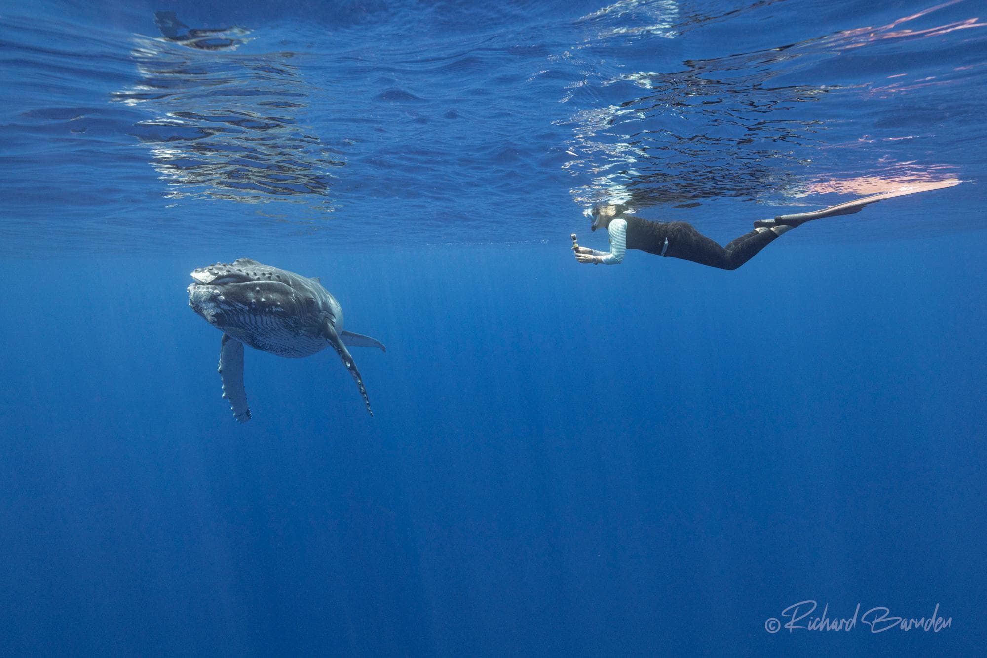 Whale Watching with @Unique Ocean Expeditions