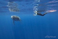 Whale Watching with @Unique Ocean Expeditions