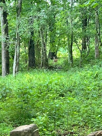 A visitor one morning.