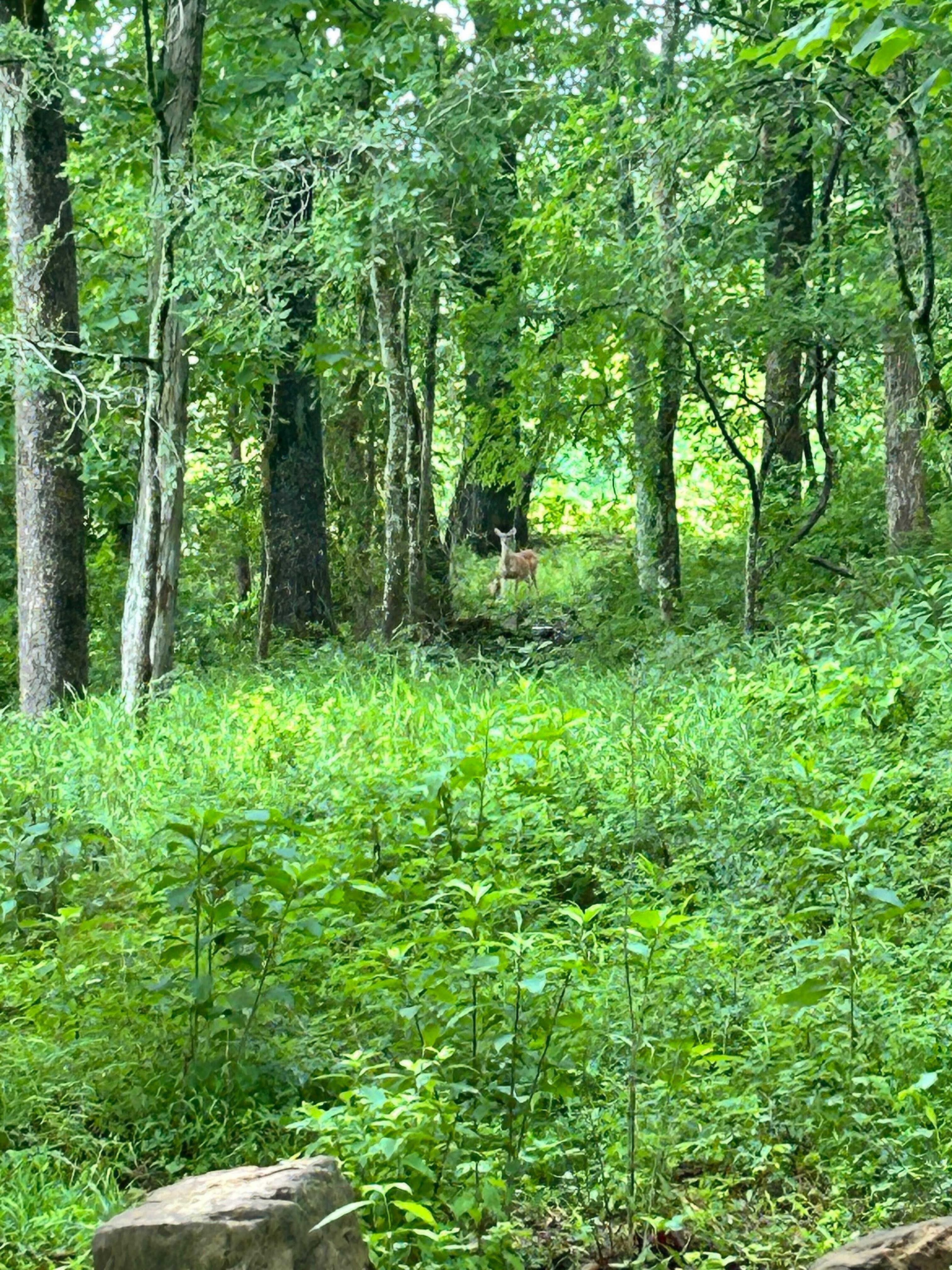 A visitor one morning.
