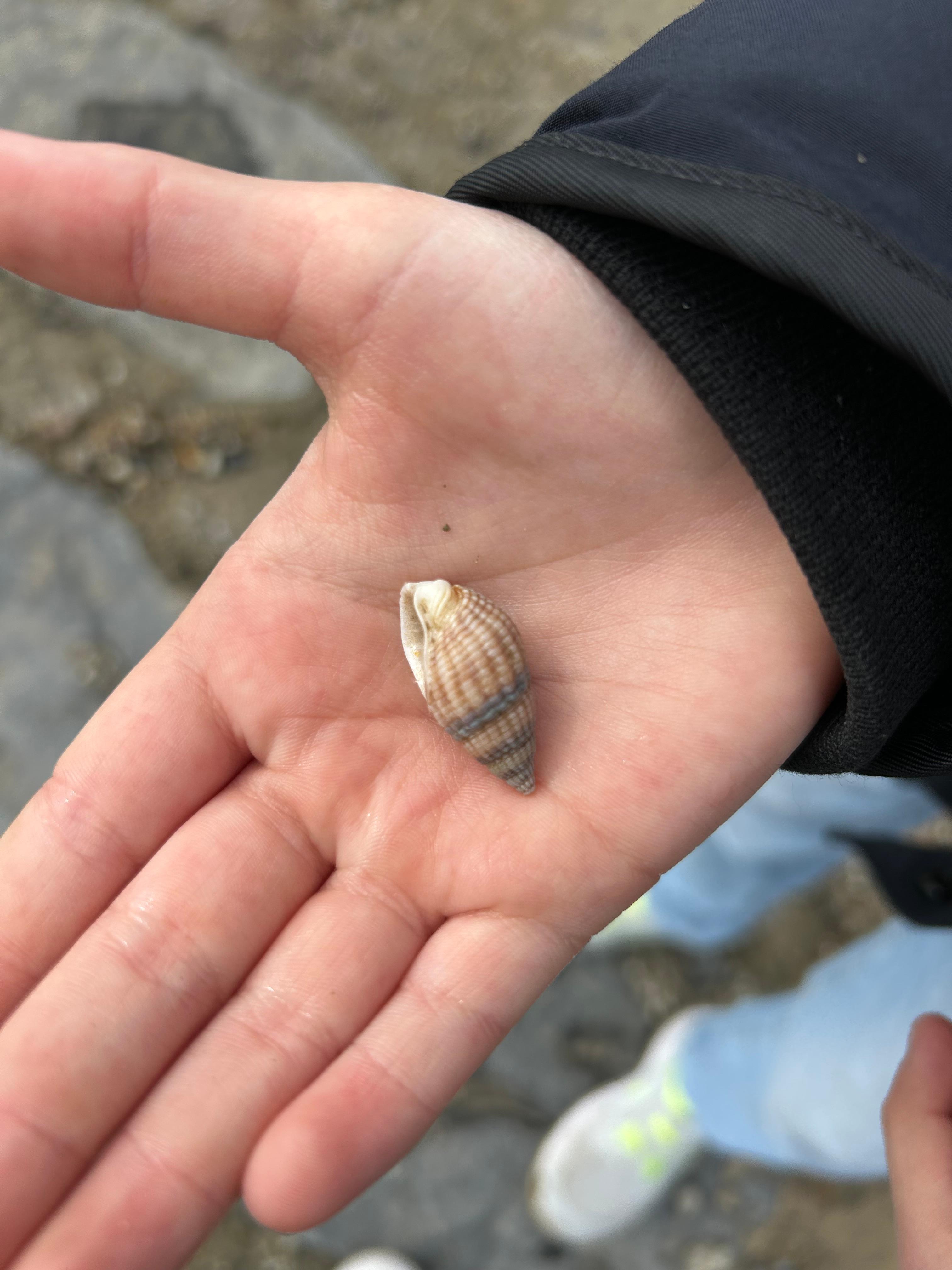 Muscheln