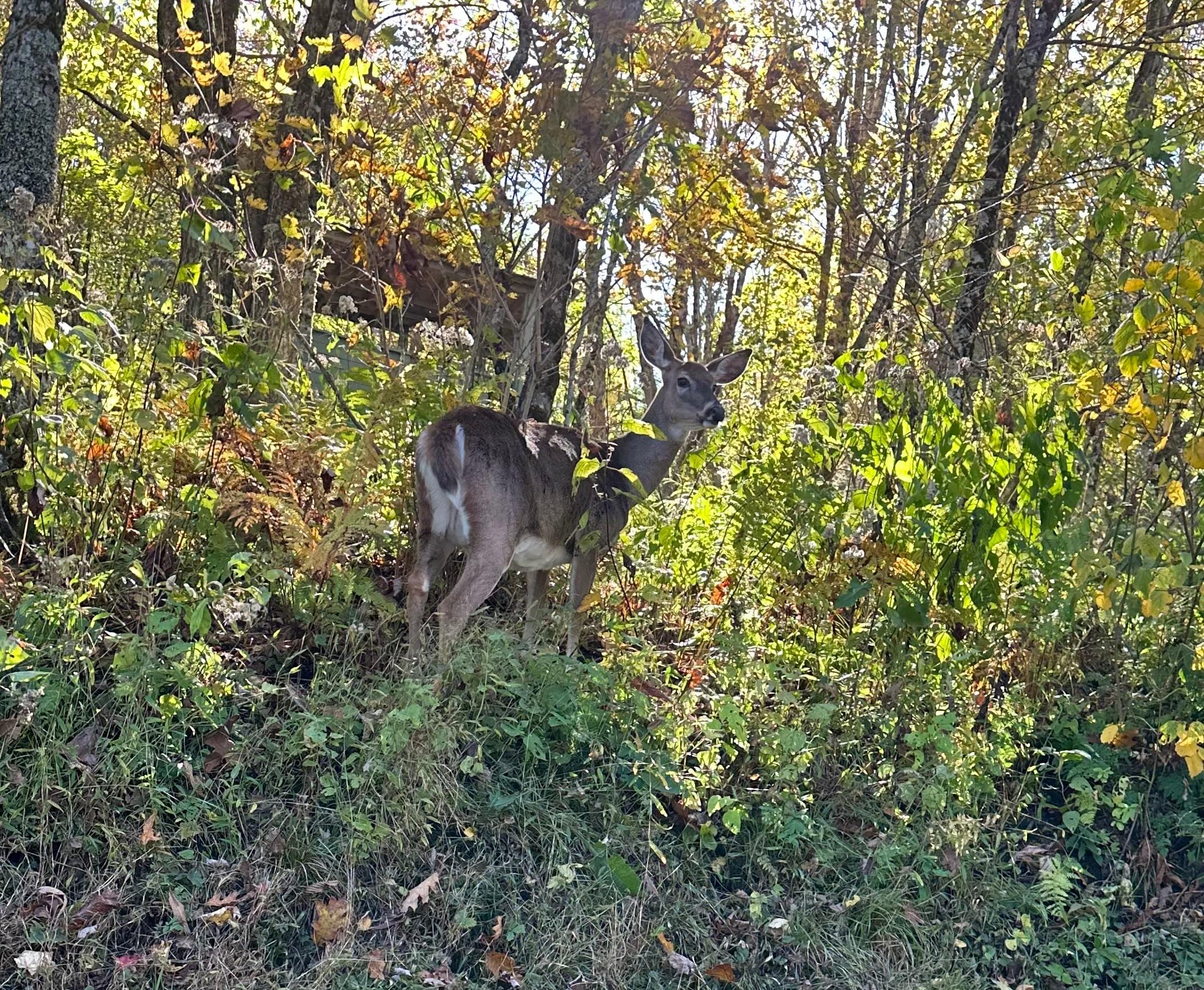 Saw this on the way to the house!