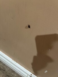 Cockroach in room