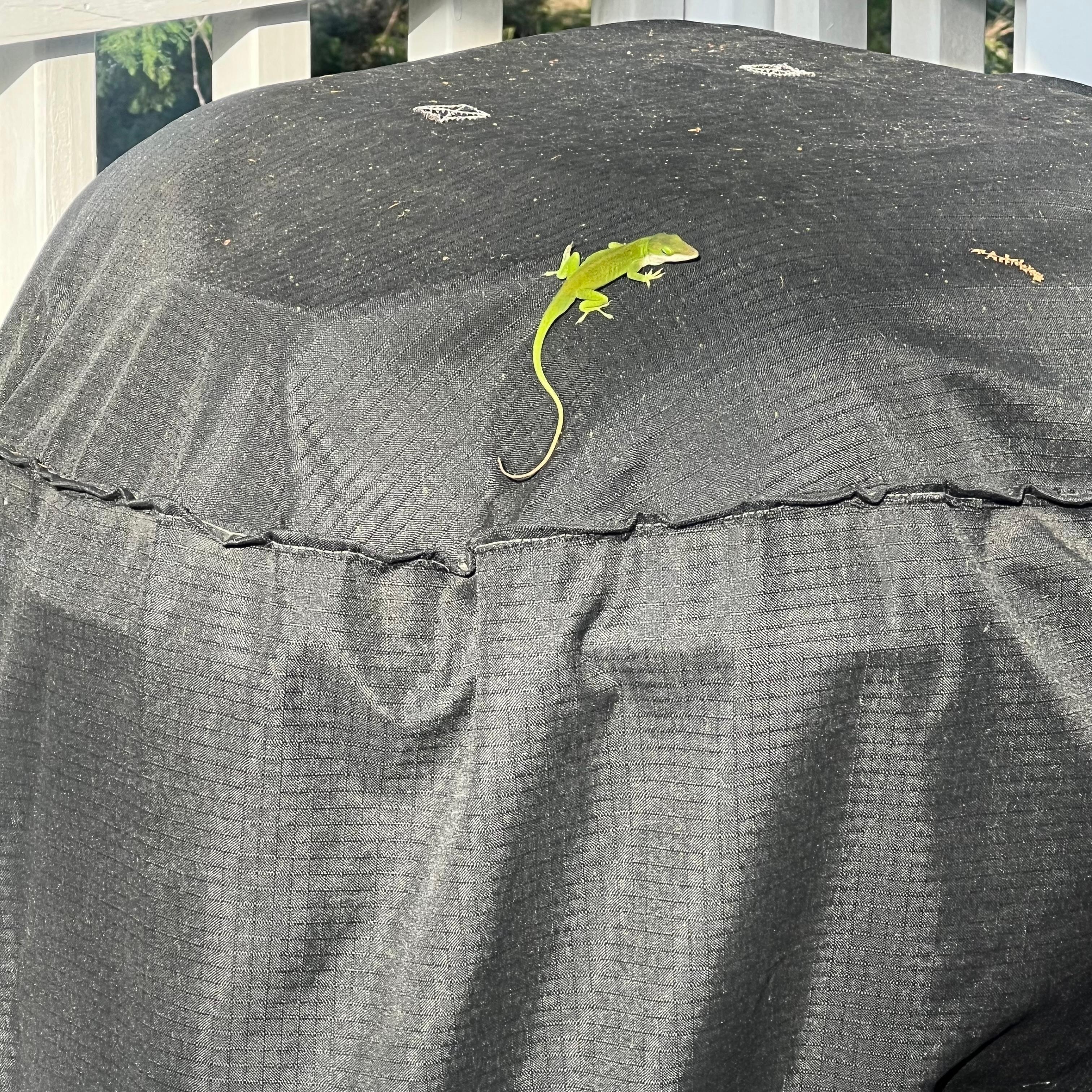 A little friend said  hello👋🏽