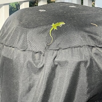 A little friend said hello👋🏽