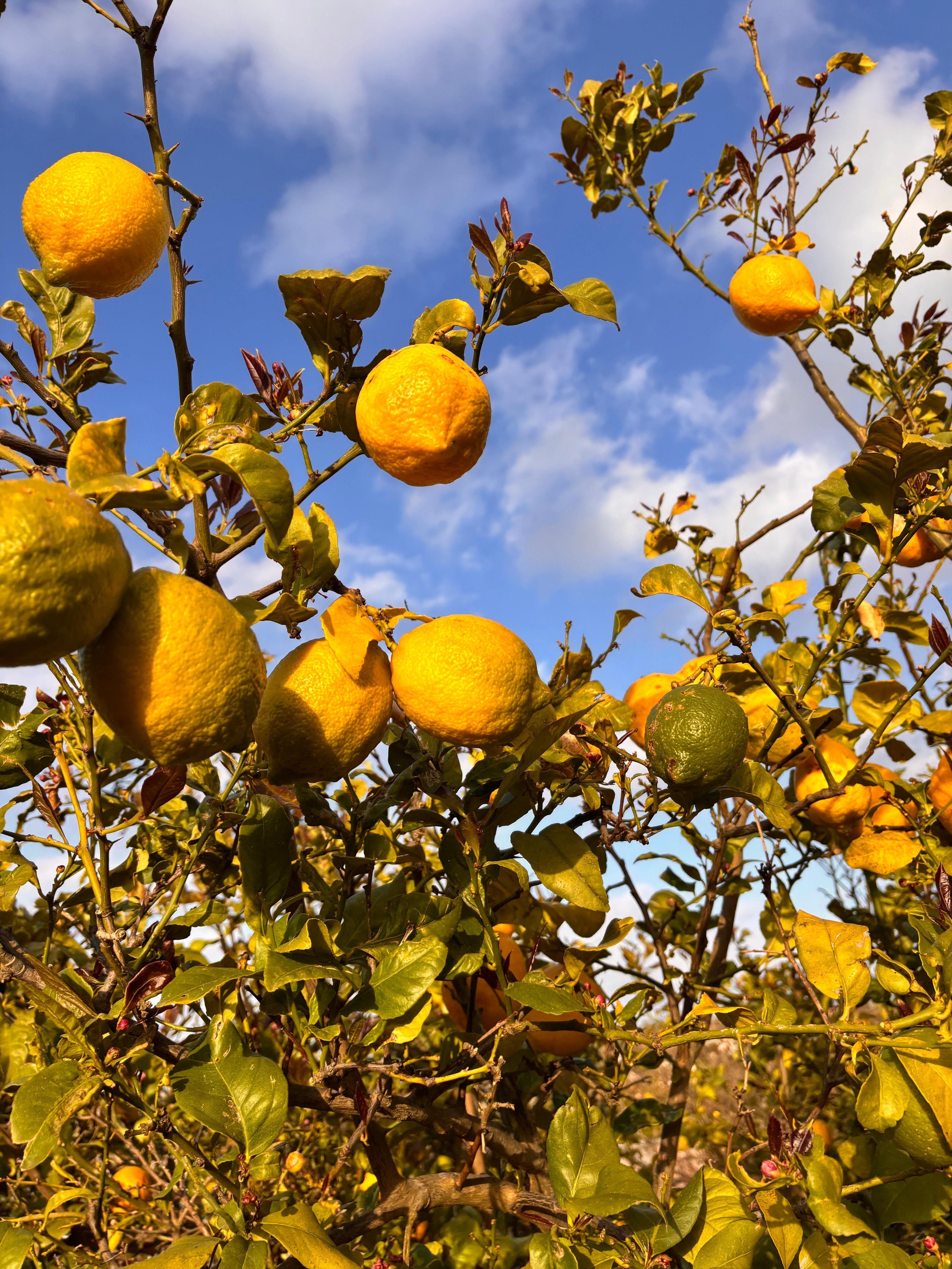 Zitronenbaum im Garten 