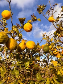 Zitronenbaum im Garten