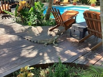 The resident iguana made regular appearances.