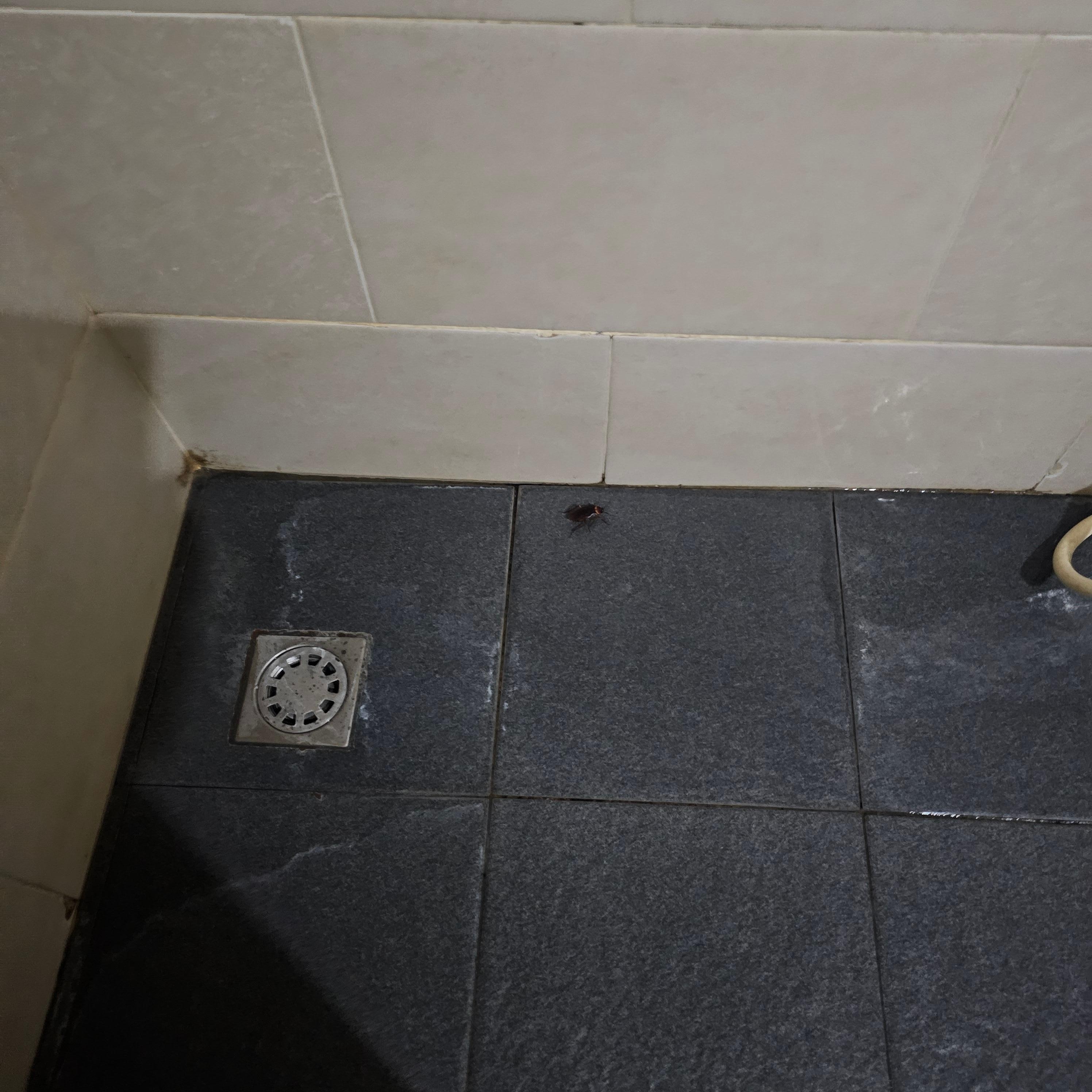 ROACH. Another one dead in bathroom and they want to keep my money when Ileft thenext day.