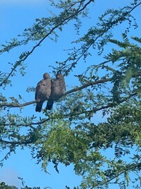 Love birds in the tree by dining room