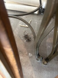 Dead mouse in garage