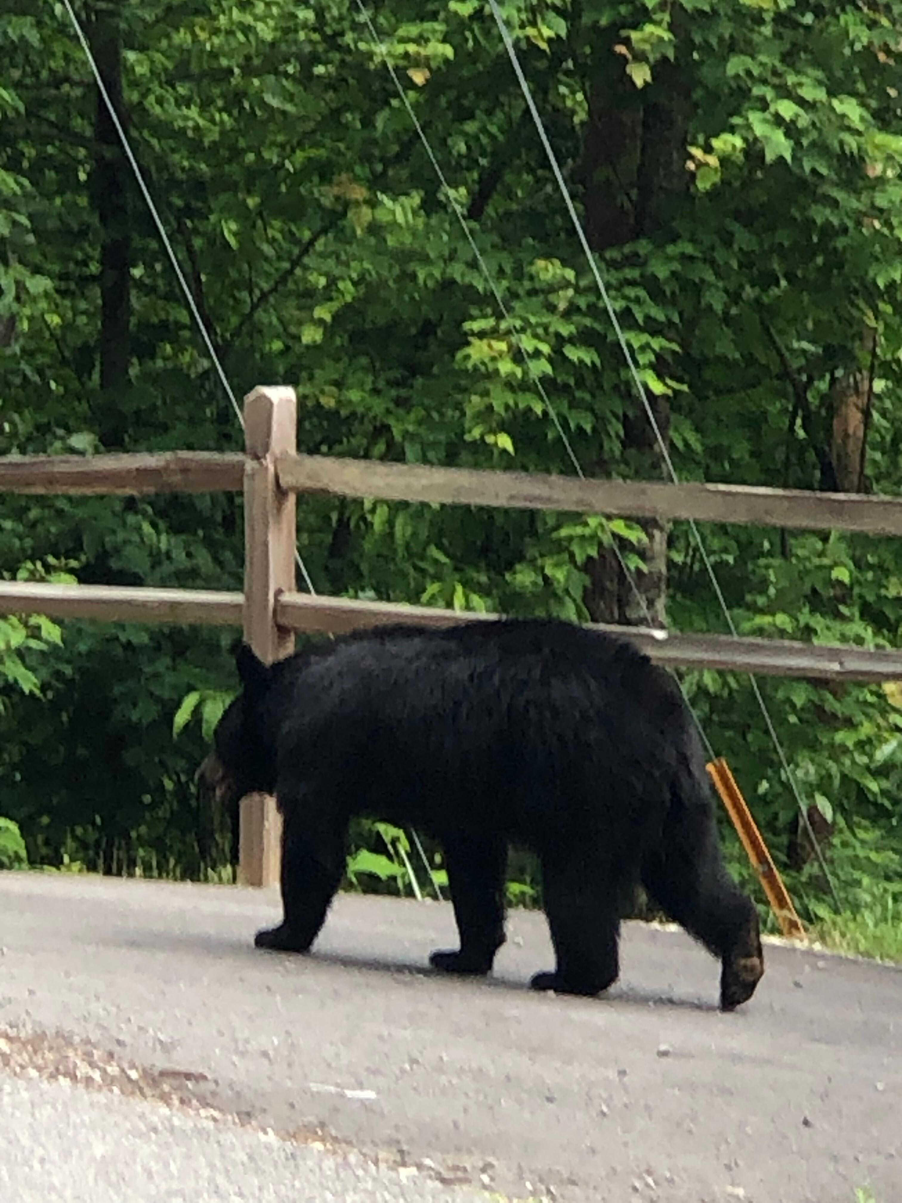 Smokey mountain black bear 