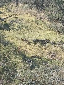 Coyote from the deck