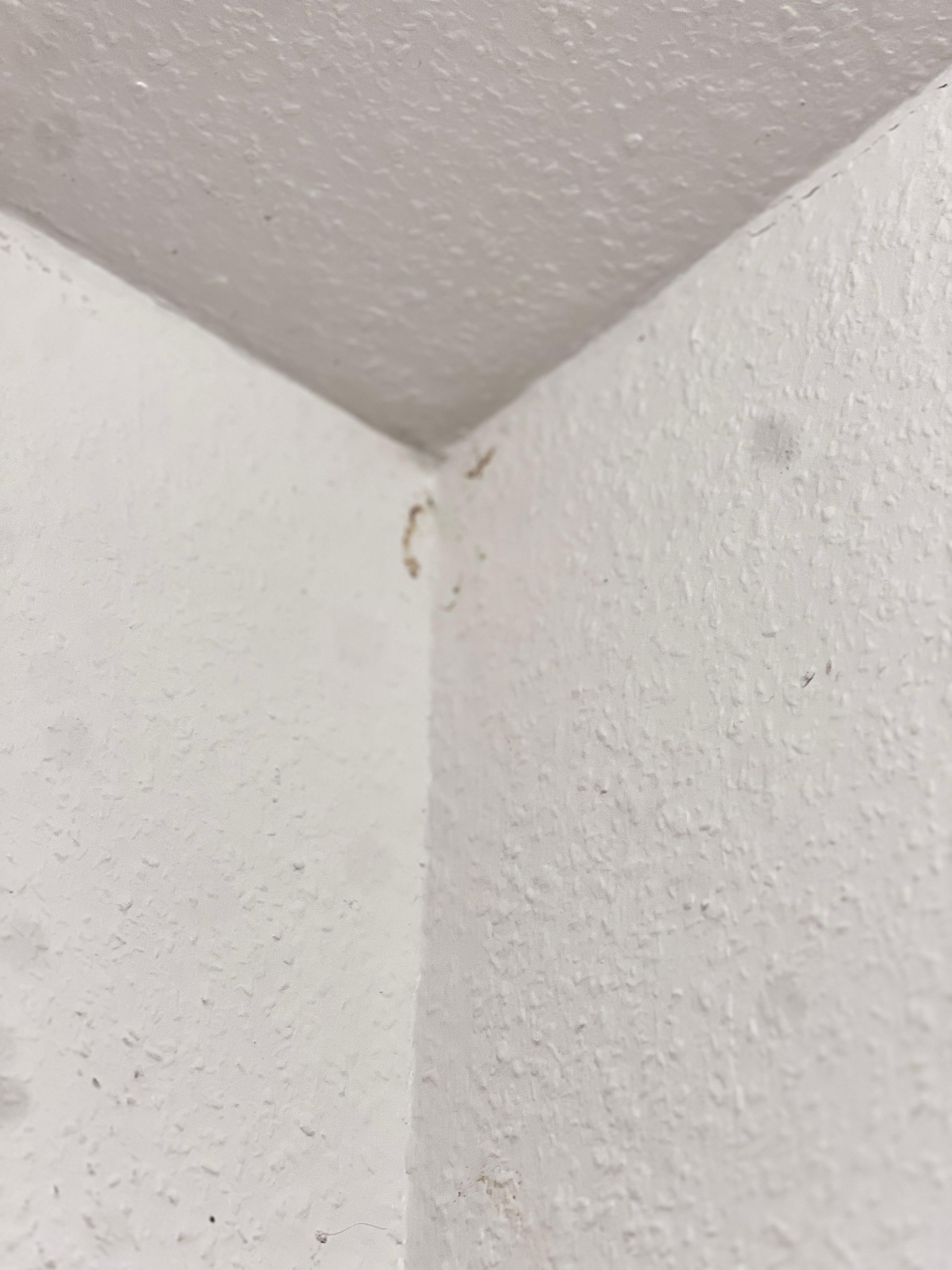 Mold on the wall covered by painting 