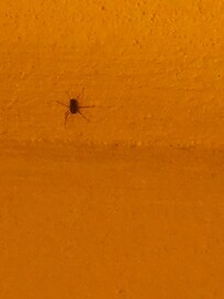 A lot of bugs in the rooms, our group - almost everyone had bug bites from staying in the rooms