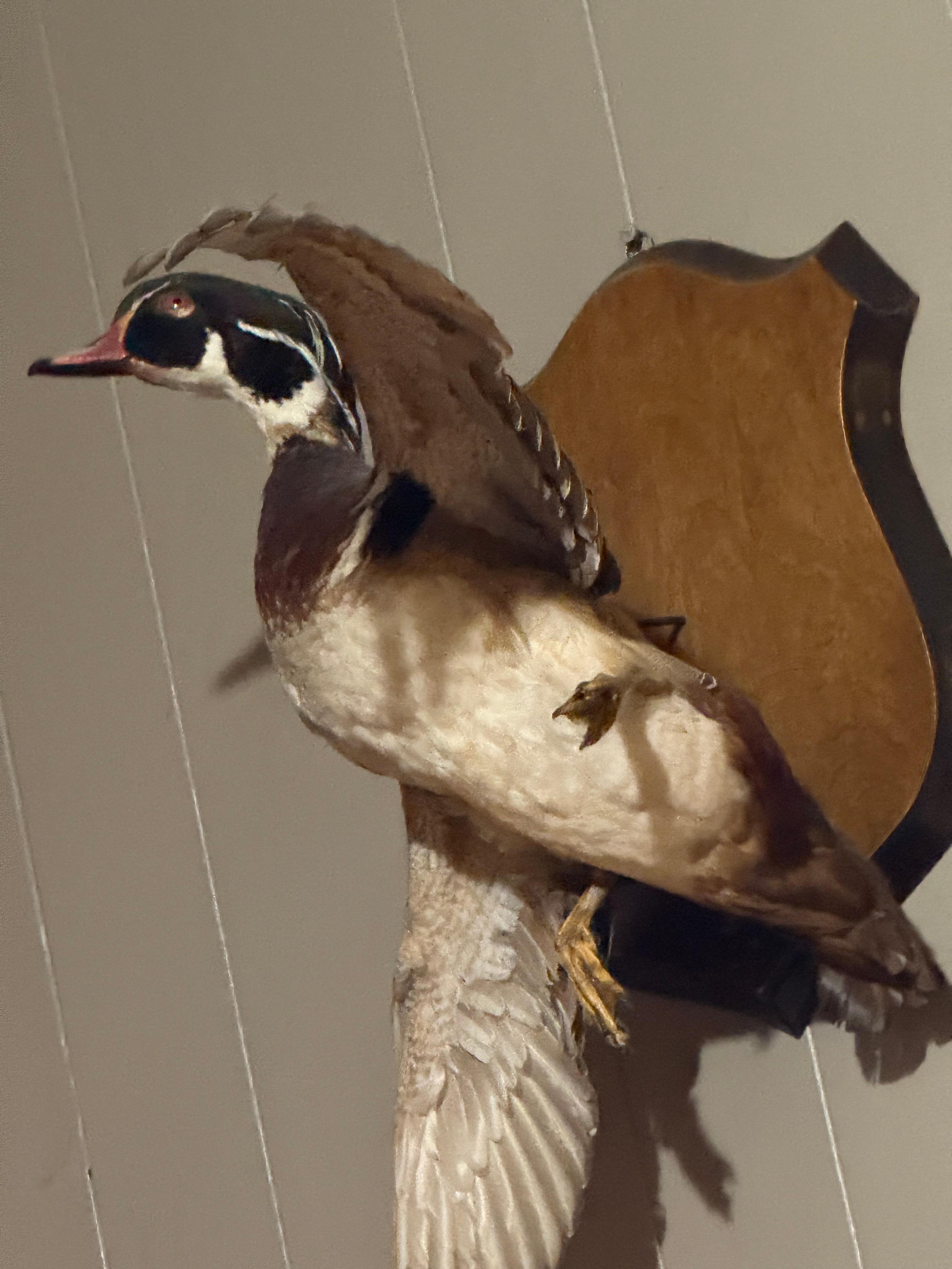 Fish and game on the walls! 