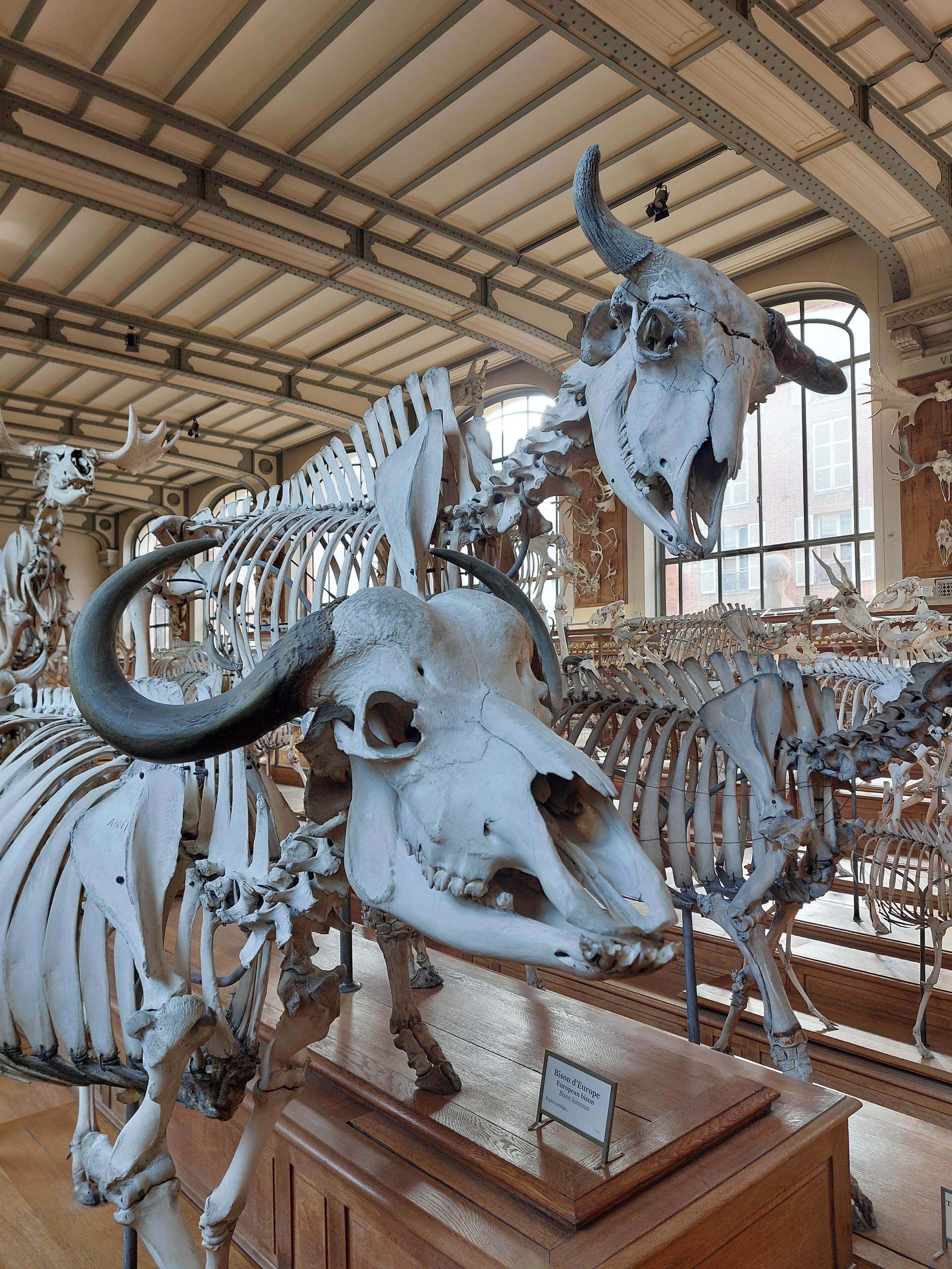 Intérieur du musée d'histoire naurelle