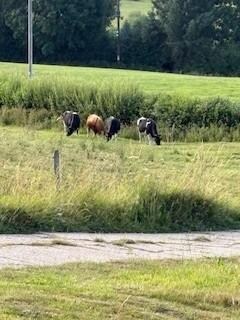 Some of the locals
