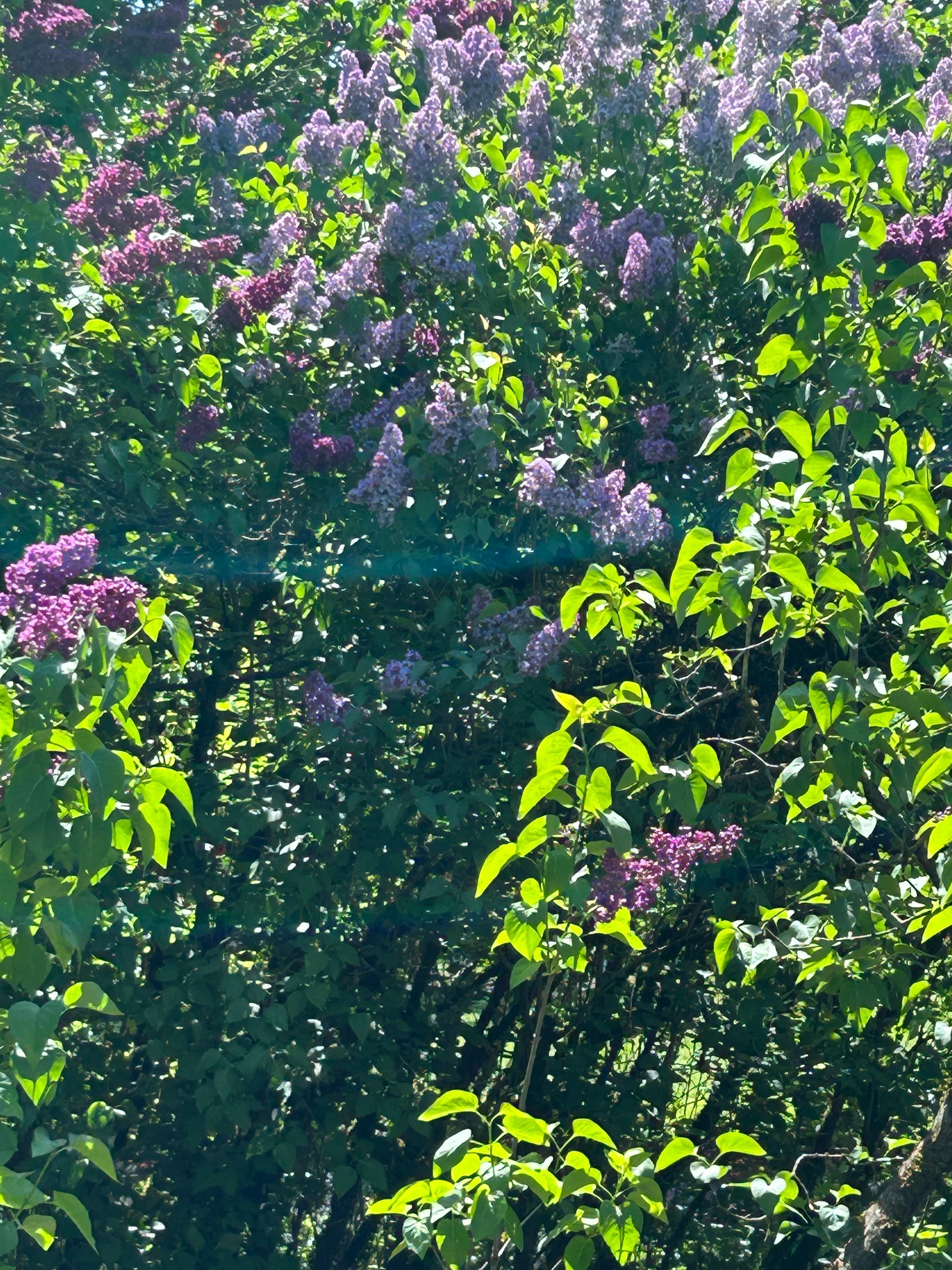 Lilacs in bloom, heavenly!!