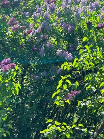 Lilacs in bloom, heavenly!!