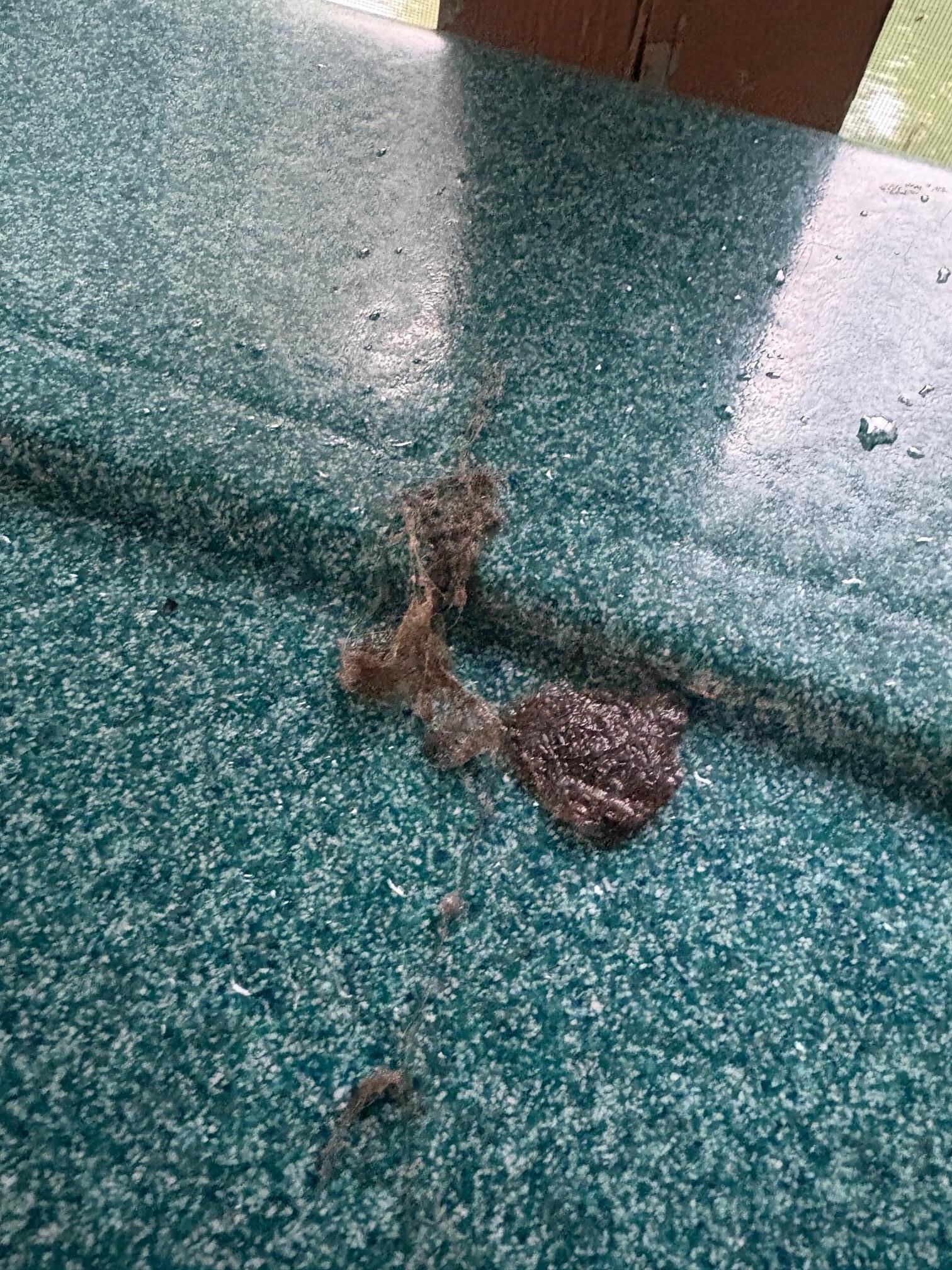 Clump of hair and algae in hot tub