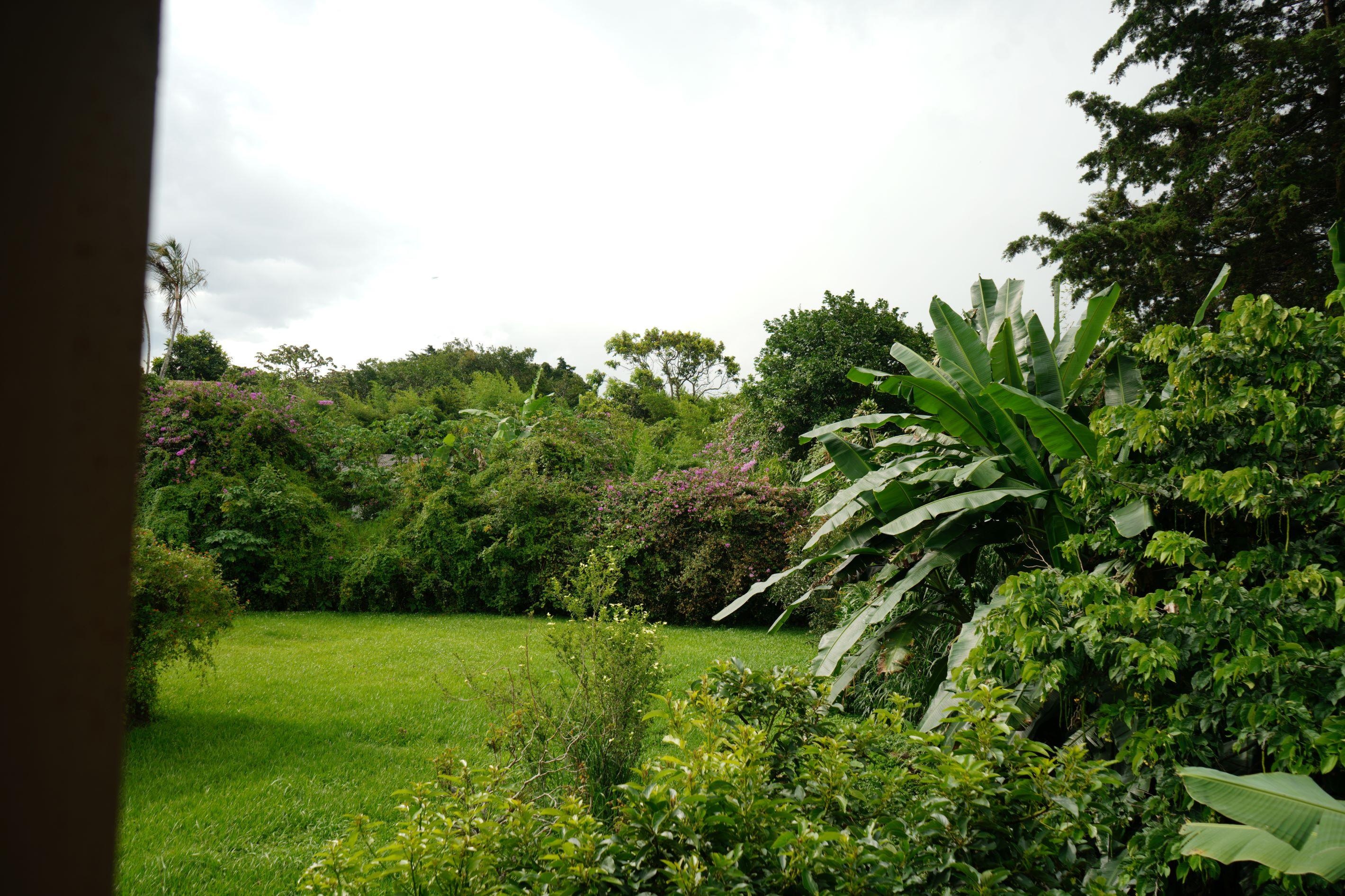 The back garden and play area
