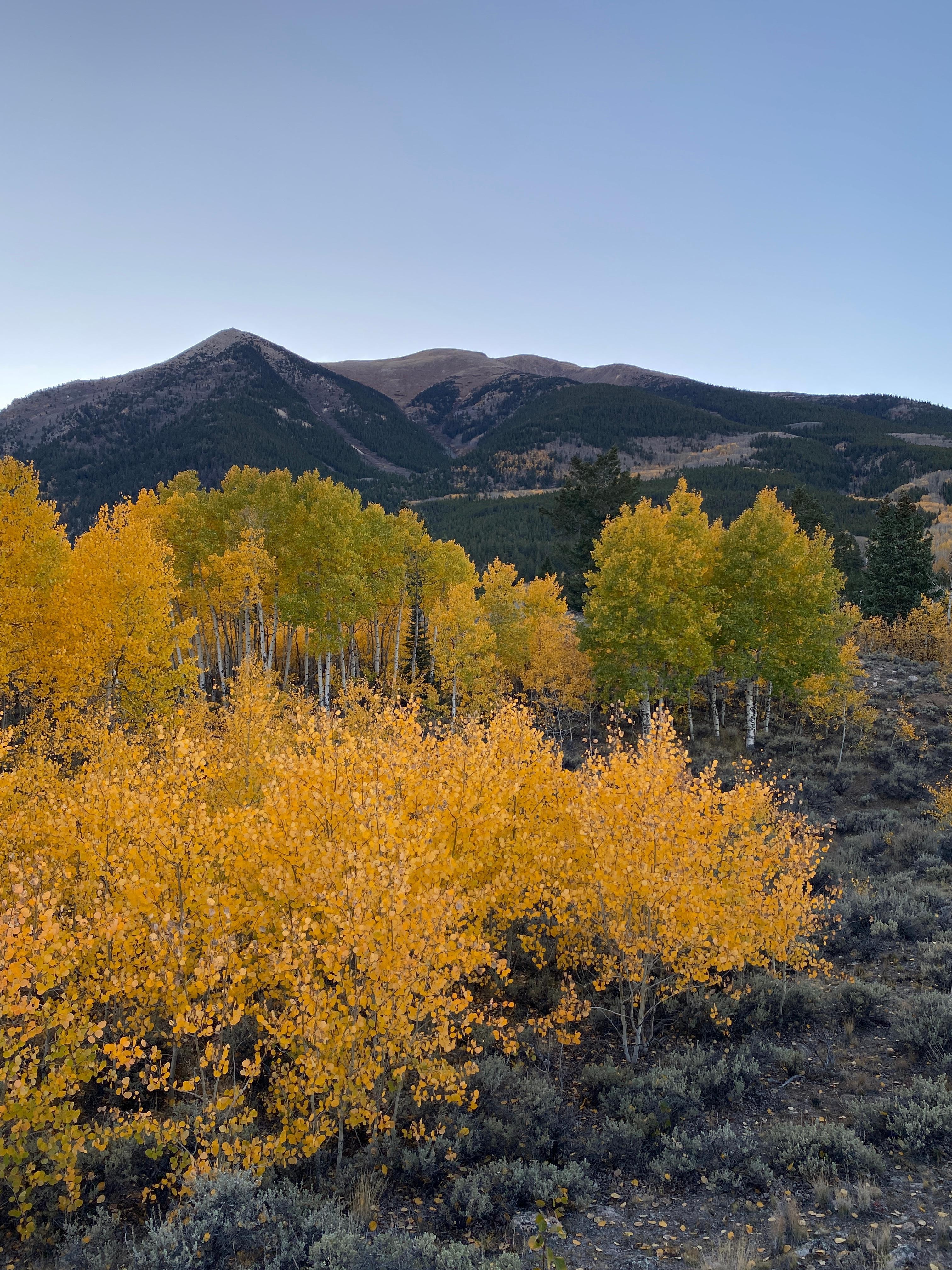 Beautiful aspens near Mt Elbert. 