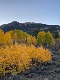 Beautiful aspens near Mt Elbert.