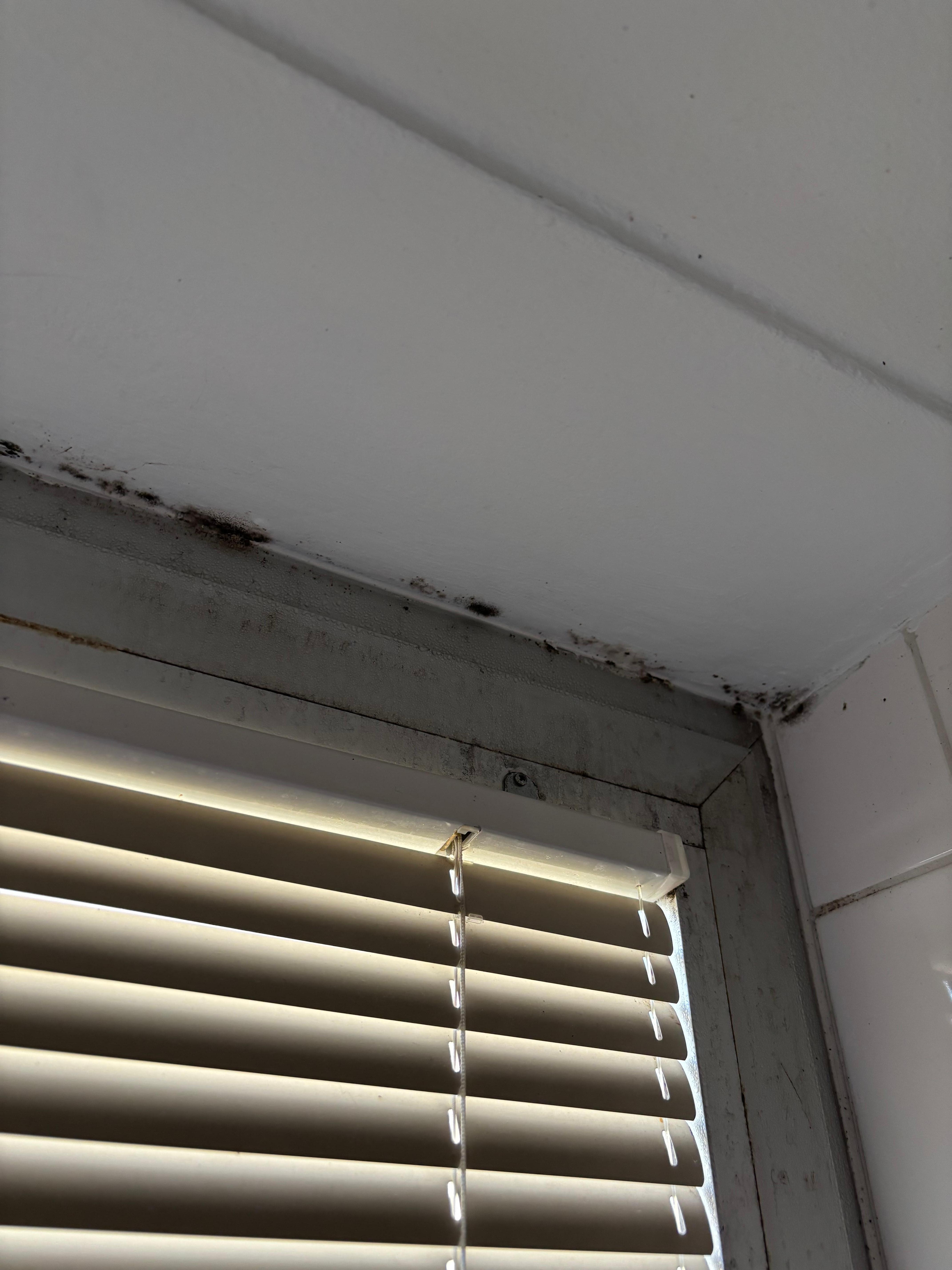 Mold on windows