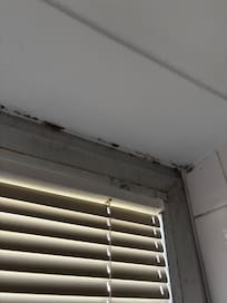 Mold on windows