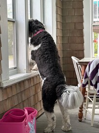 Our dog Delilah enjoying the porch looking for some new friends