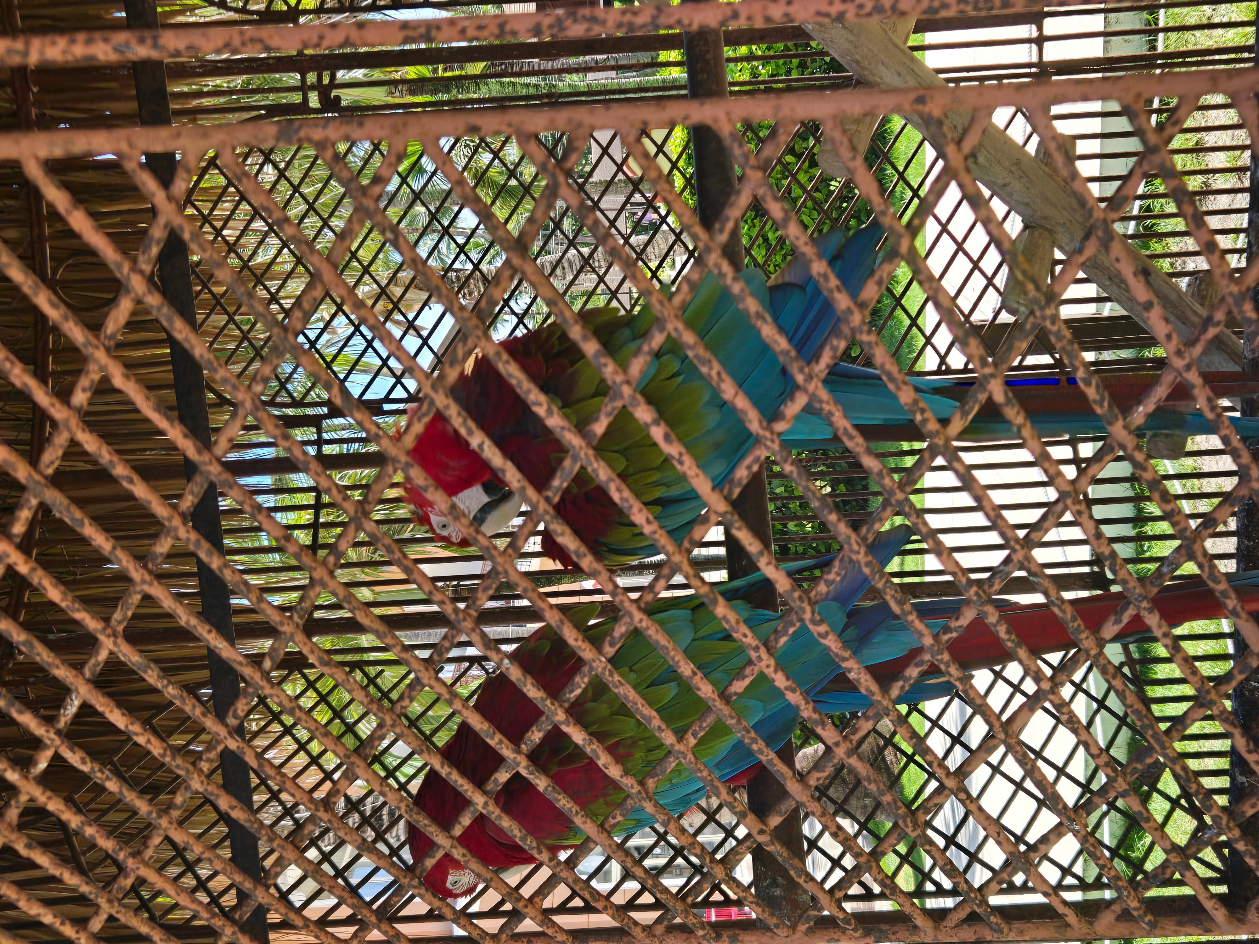 Birds in complex