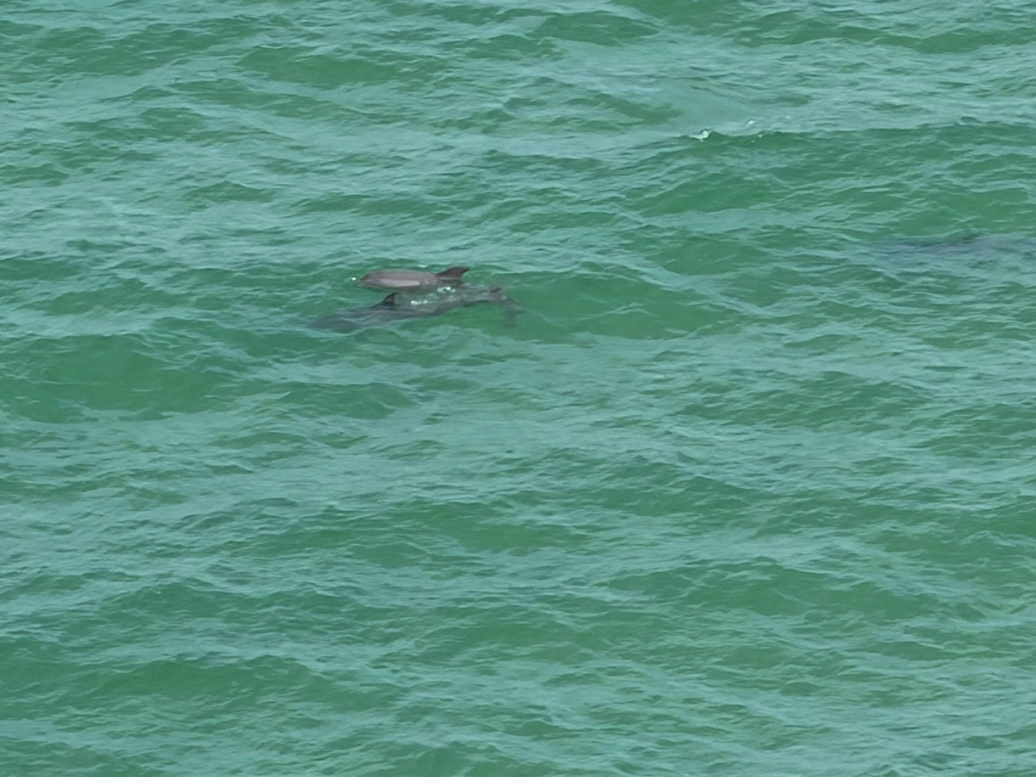 Dolphins every morning 