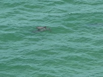 Dolphins every morning