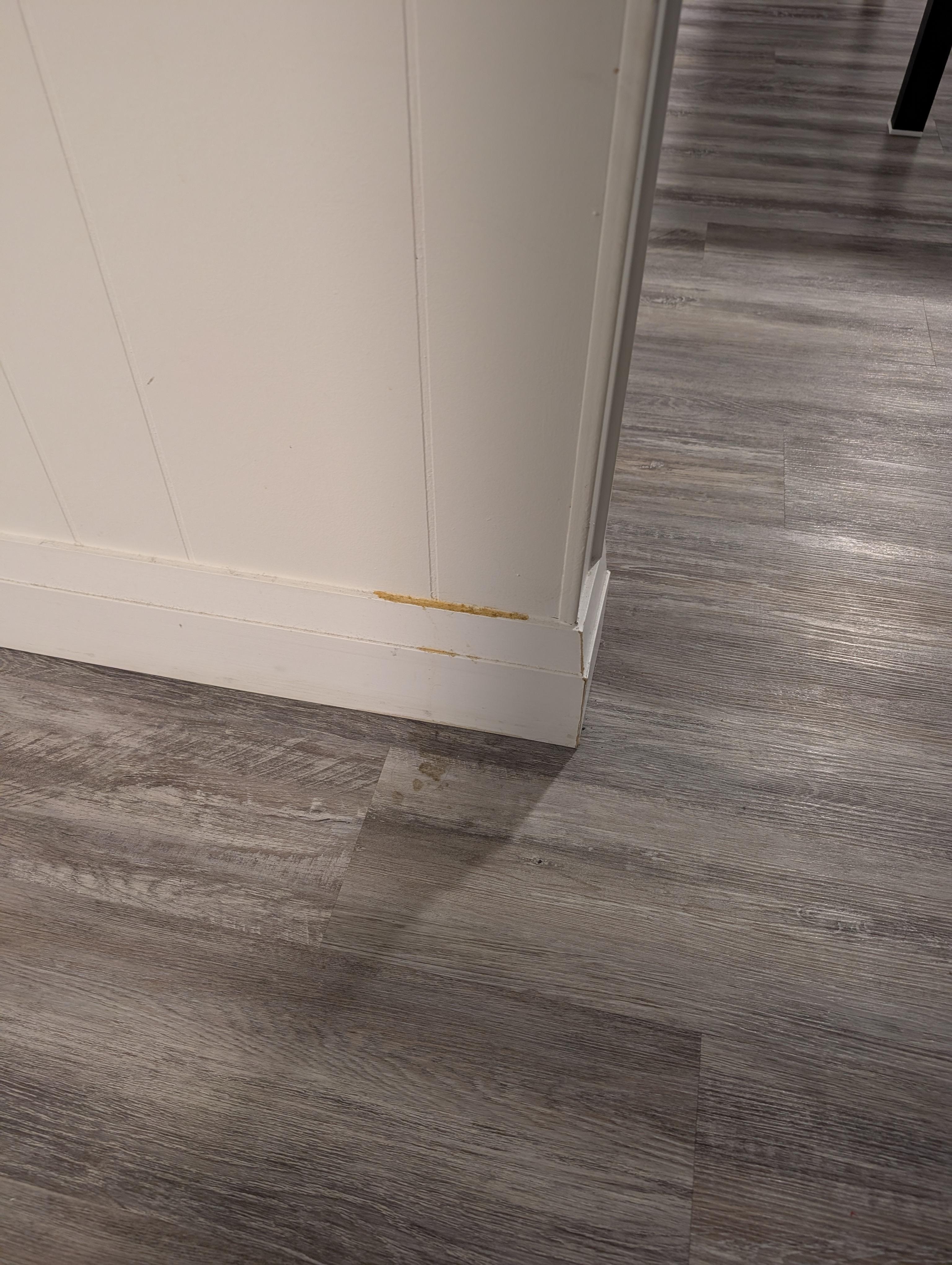 Dog pee on wall and floor